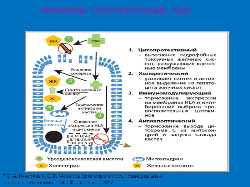 МЕХАНИЗМЫ ГЕПАТОПРОТЕКЦИИ УДХК *Ю. А. Кучерявый, С. В. Морозов Гепатопротекторы: рациональные аспекты применения. –